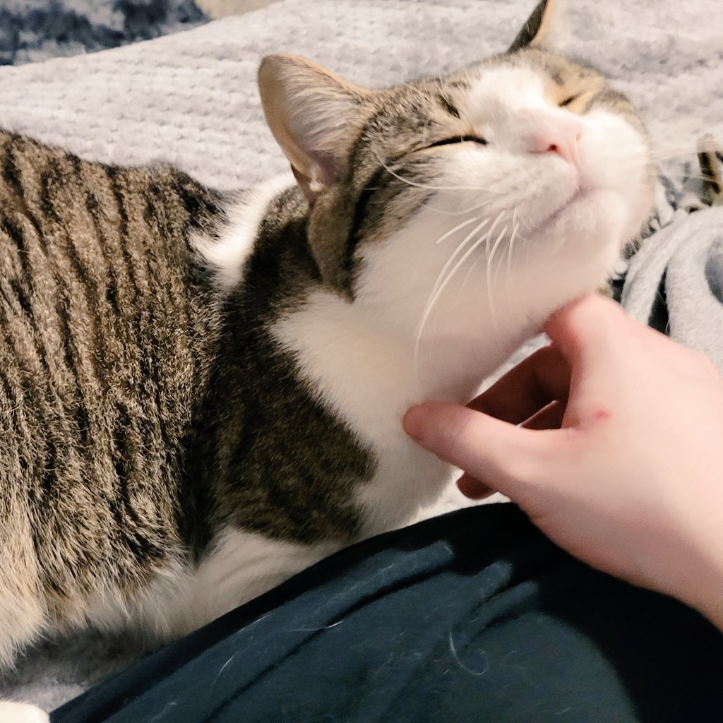 How about we do a thing.
Quote/RT some pet pictures tonight to help make everyone's feed just a little better 💕