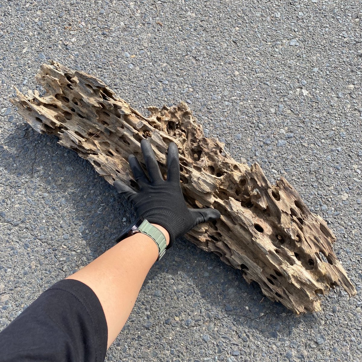 中の人のつぶやき】 でかい「ハニカムウッド」入ってきたけど、この