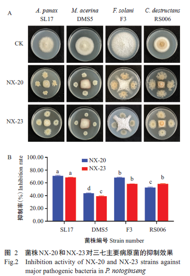 JSA_Journal's tweet photo. Isolation and identification of #phyllospheremicrobiome of #Panaxnotoginseng (Burk.) F. H. Chen and its biocontrol functions. 

Read #OpenAccess: https://t.co/yMQAoo6dpu

#phyllospheremicrobiome #blackspot #Trichoderma  #Bacillus #biologicalfunction @Science_Open https://t.co/mCPMad9Tm0