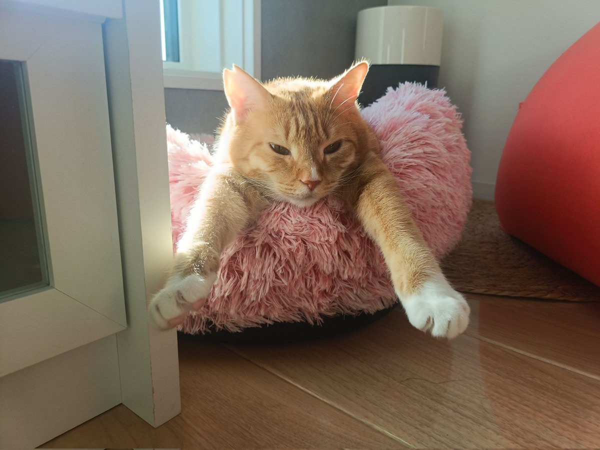croque_goma's tweet photo. 久しぶりのシュワッチ寝😺#保護猫 https://t.co/oi9GHiqdFw