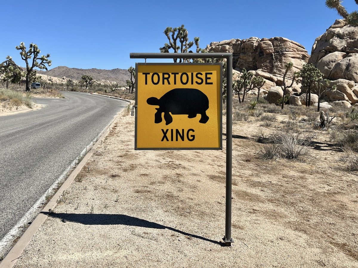 Joshua Tree, 2024ko Iraila 🌵🐢

📸 <a href="/leire_ventas/">Leire Ventas</a>