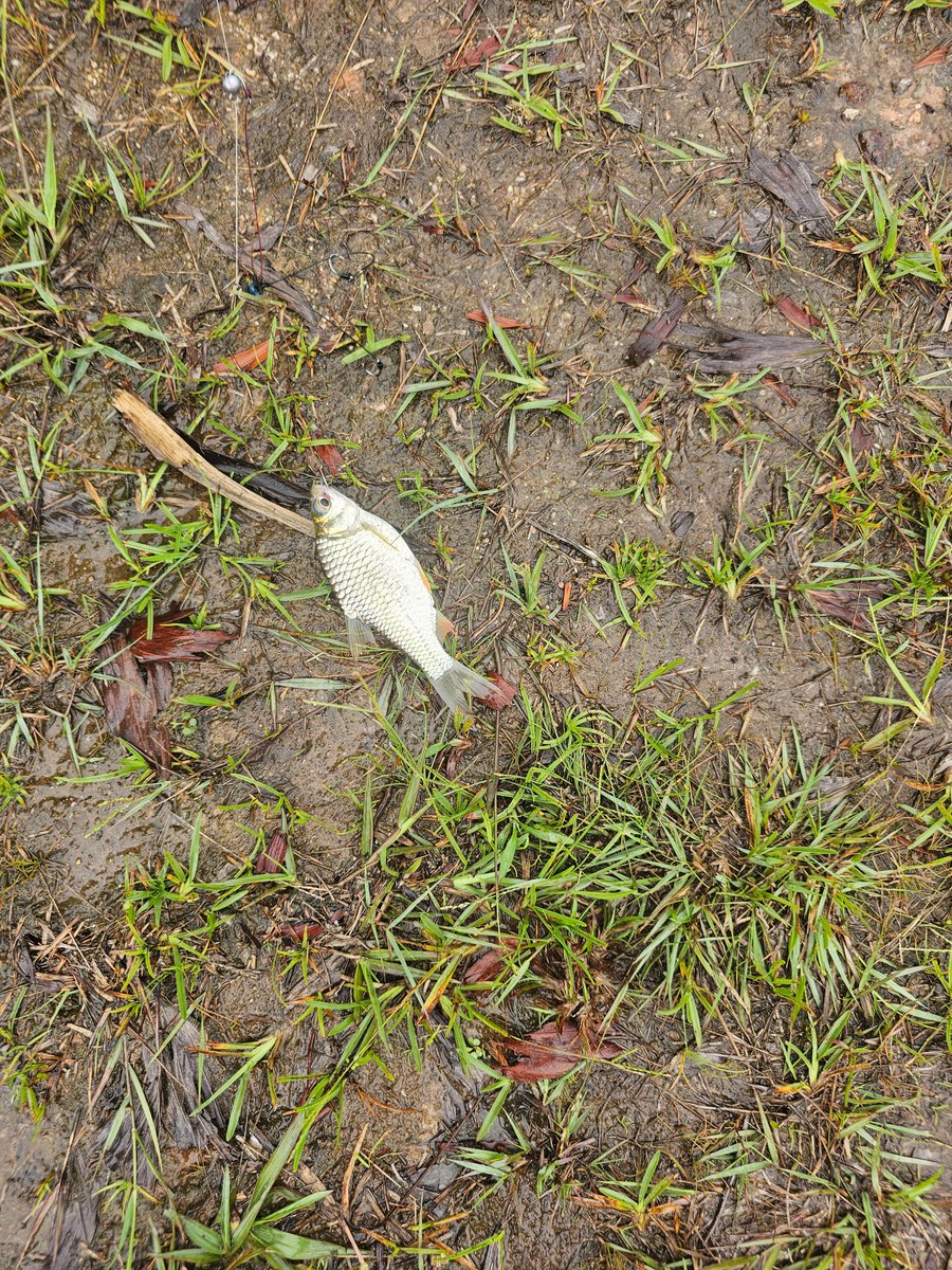 _Vibeless19_'s tweet photo. Lets goo, second time and I finally caught a fish. A tiny one but it was fun #fishing https://t.co/X0iRkAf82d