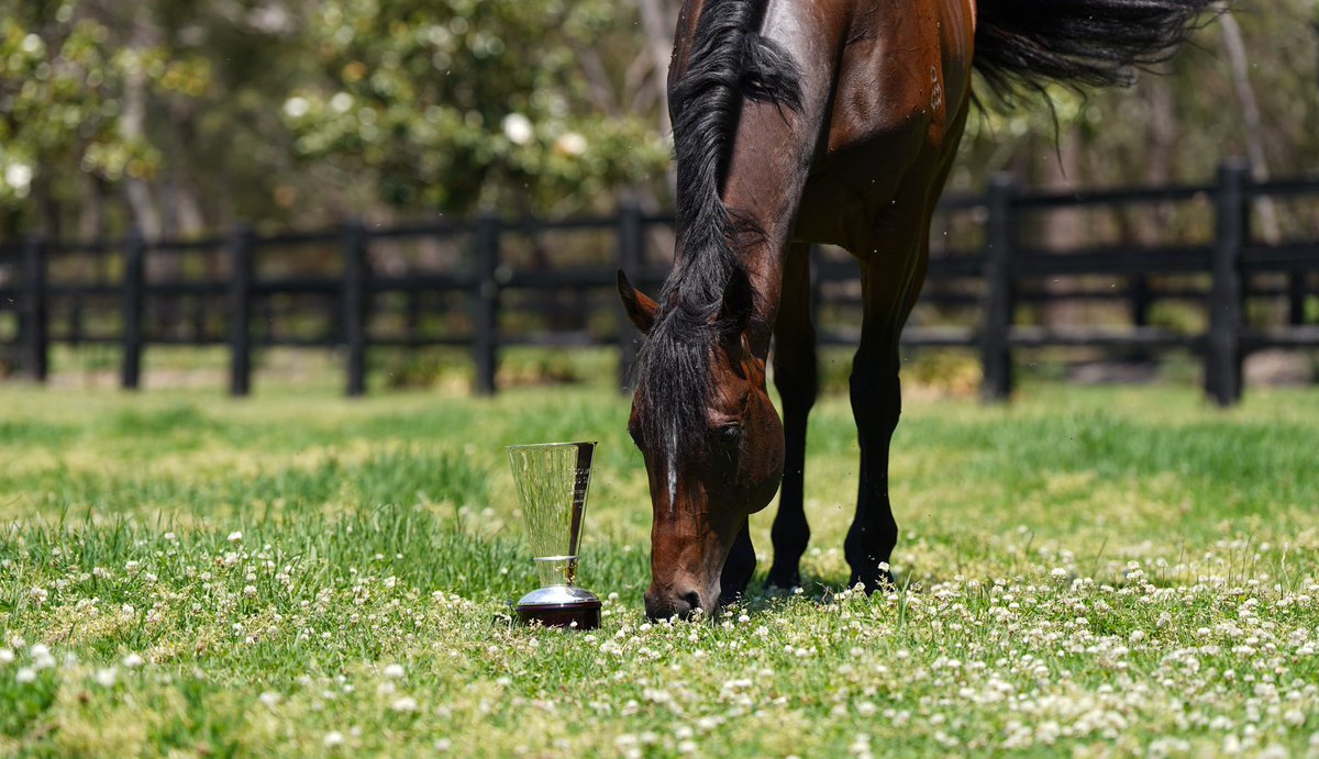 CoolmoreAus's tweet photo. Mt White Wednesdays! ⛰️ 

We’re incredibly proud of Sean and the team at Mt White Farm for their role in Switzerland’s recent G1 victory!

Switzerland enjoyed a spell and rehabilitation here following surgery after the Golden Slipper in the autumn. After his time at Mt White he returned to work with the team at Chris Waller Racing, where he went on to secure both the G2 Roman Consul Stakes and G1 Coolmore Stud Stakes.

#CoolmoreSires #HomeOfChampions #MtWhiteFarm
