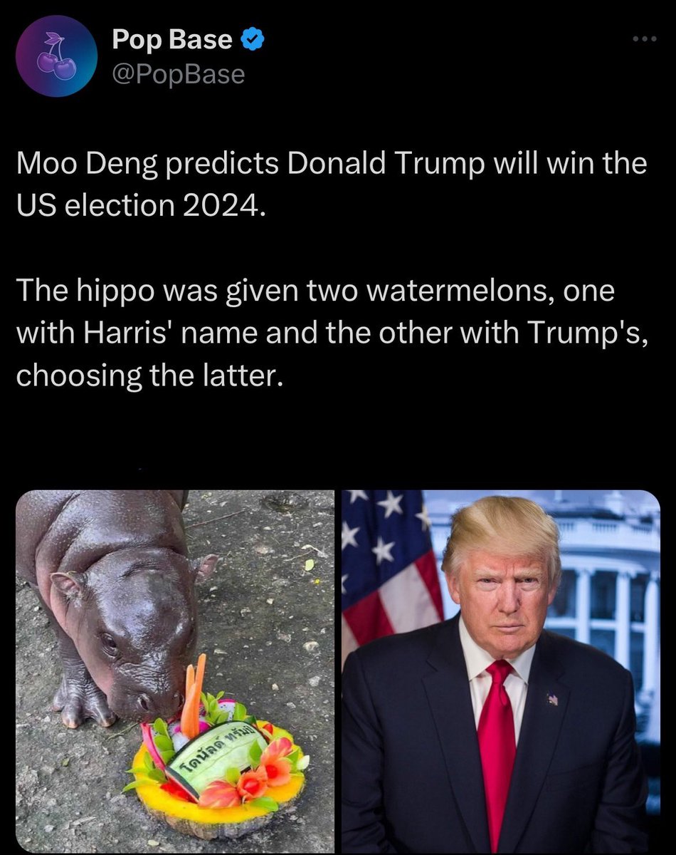 wtffolly_'s tweet photo. @PopBase It’s Moo Deng’s fault https://t.co/5Uy6qS2LUB