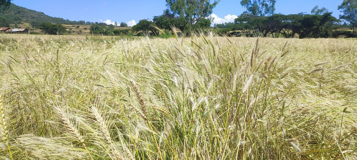 AmharaResearch's tweet photo. Adet Agricultural Research Center, one of the research centers under ARARI, released acid tolerant wheat variety named 'Sekela' that yields 28Quintal/Hectare and the Center is multiplying the seed on station and on farm to scale up the variety. https://t.co/MIqOowV4kx