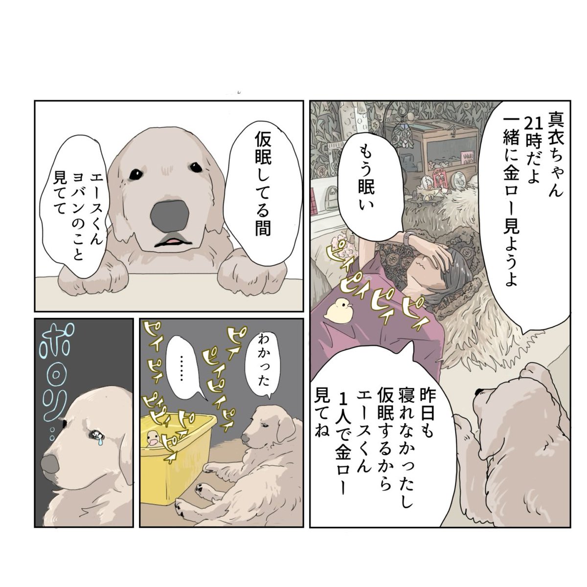 ヒヨコがウチに来た時は飼い主が育児ノイローゼになって、僕もとても寂しかったです。今ではいい思い出です🐥
『エースくんとヨバンさん 犬とアヒルの友情物語』11月20日発売/KADOKAWA
ご予約はこちら⬇︎
Amazon→ https://t.co/kKH679L6WO
#漫画が読めるハッシュタグ #エースくんとヨバンさん