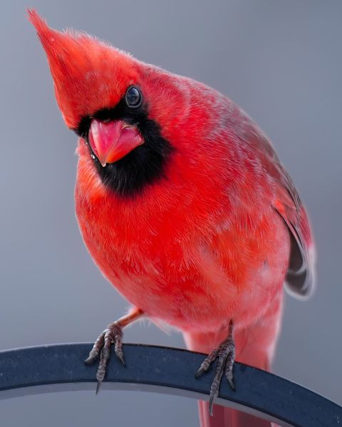 Cardinal Whispers tweet media