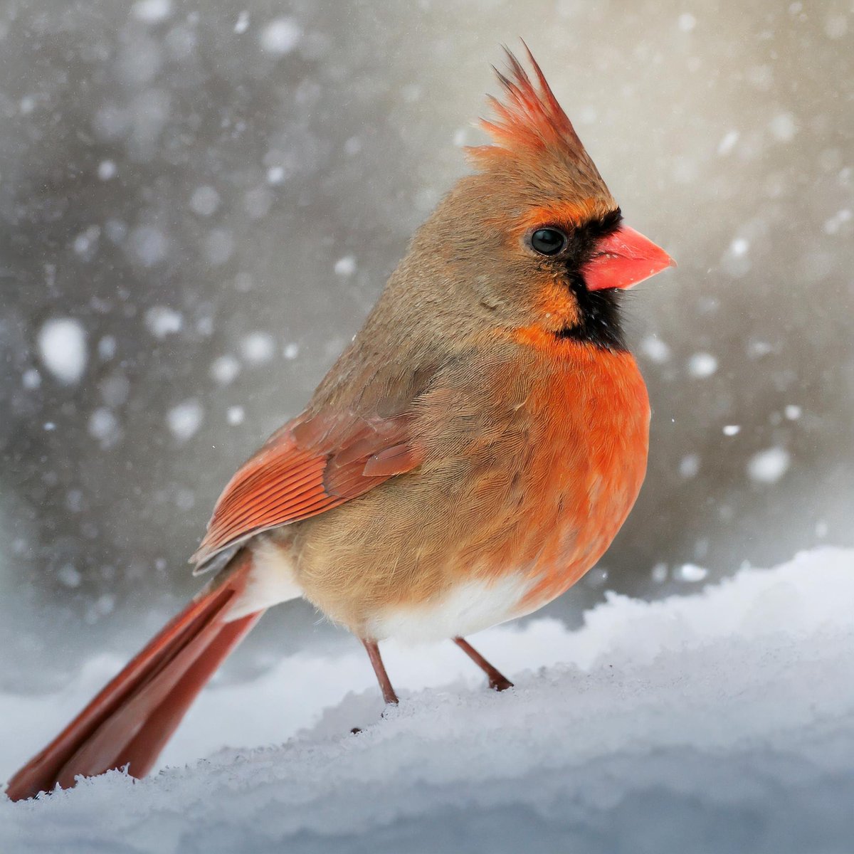 Cardinal Whispers tweet media