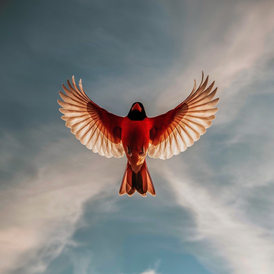 Cardinal Whispers tweet media