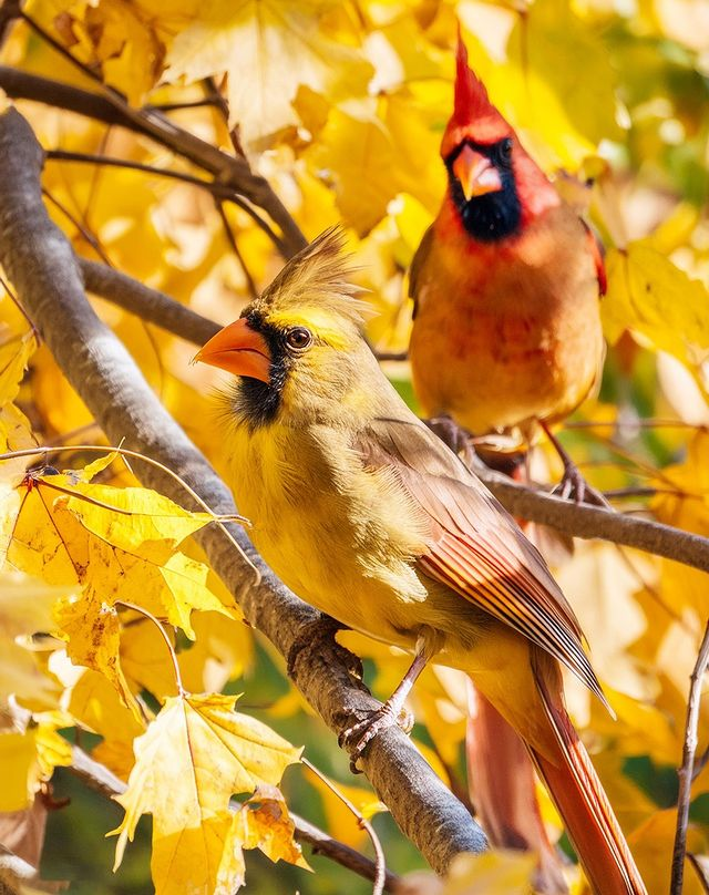 Cardinal Whispers tweet media