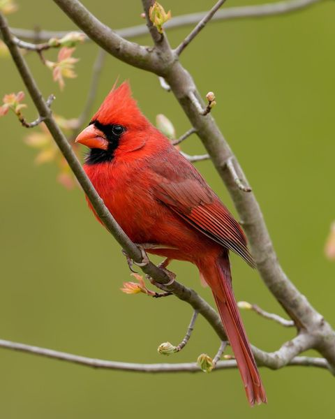 Cardinal Whispers tweet media
