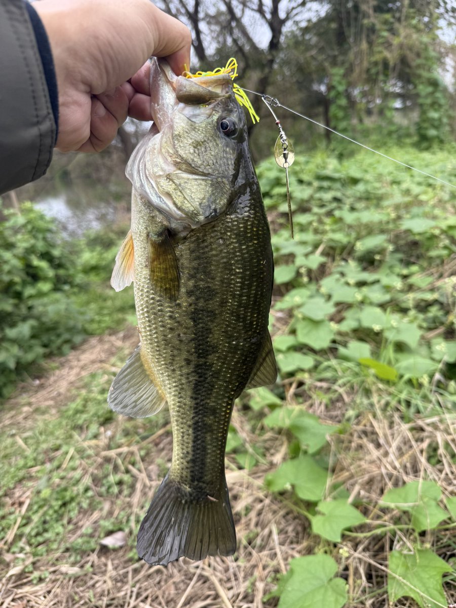 Dicek38U's tweet photo. 連休も釣りに行けなかったから少しだけ！入りたいポイントは先行者いて別のポイントでナマズ1匹。ポイント空いたから入って40アップ1匹と子バス6匹！ワームフックをバーブレスにしてるせいかバラし3匹。最近バラし少なかったんだけど油断するとダメですね🙅
#バス釣り #スピナベ #プラーモ #ワインド https://t.co/4NQo1MJTss