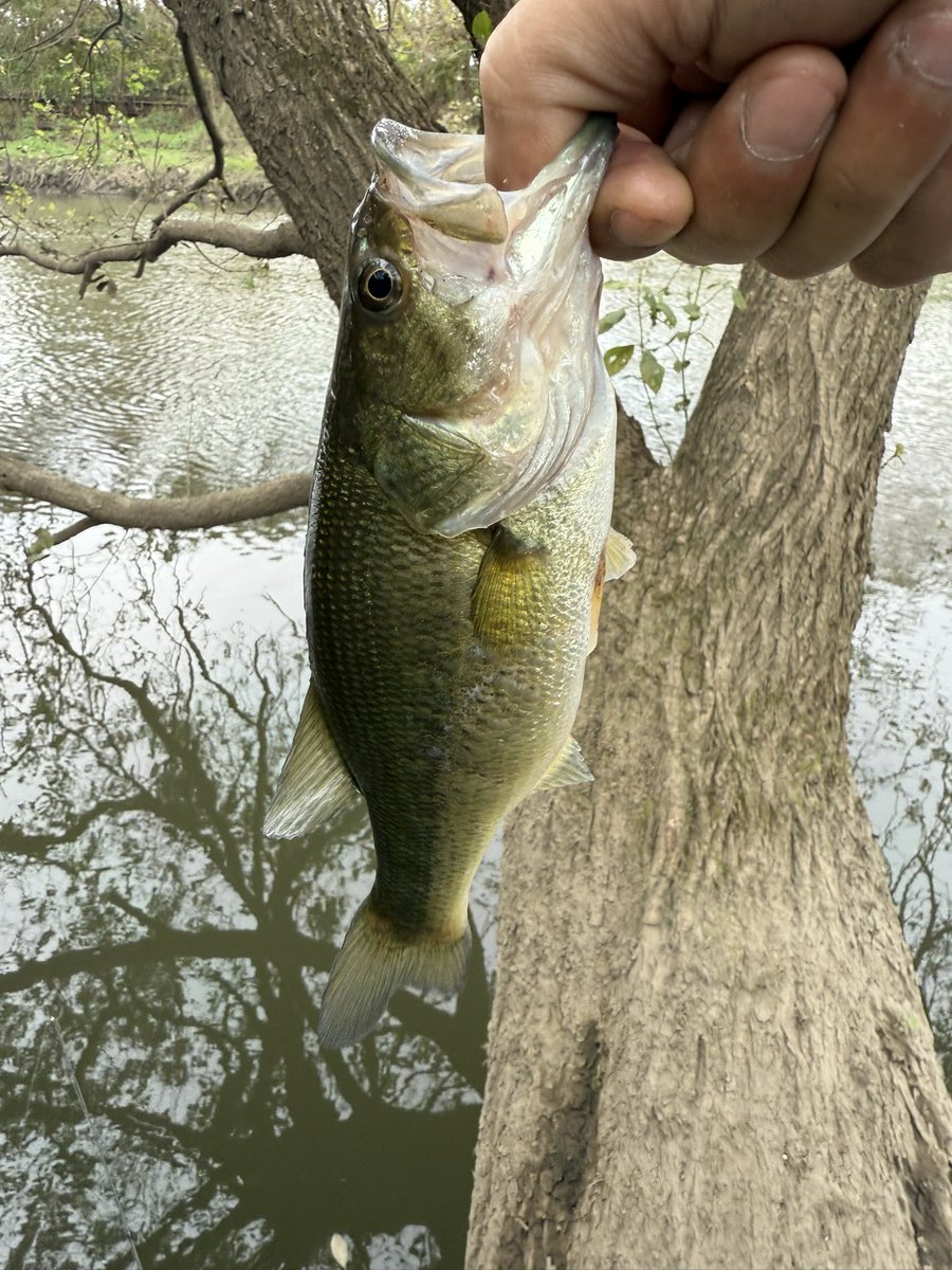 Dicek38U's tweet photo. 連休も釣りに行けなかったから少しだけ！入りたいポイントは先行者いて別のポイントでナマズ1匹。ポイント空いたから入って40アップ1匹と子バス6匹！ワームフックをバーブレスにしてるせいかバラし3匹。最近バラし少なかったんだけど油断するとダメですね🙅
#バス釣り #スピナベ #プラーモ #ワインド https://t.co/4NQo1MJTss