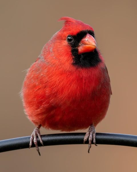Cardinal Whispers tweet media