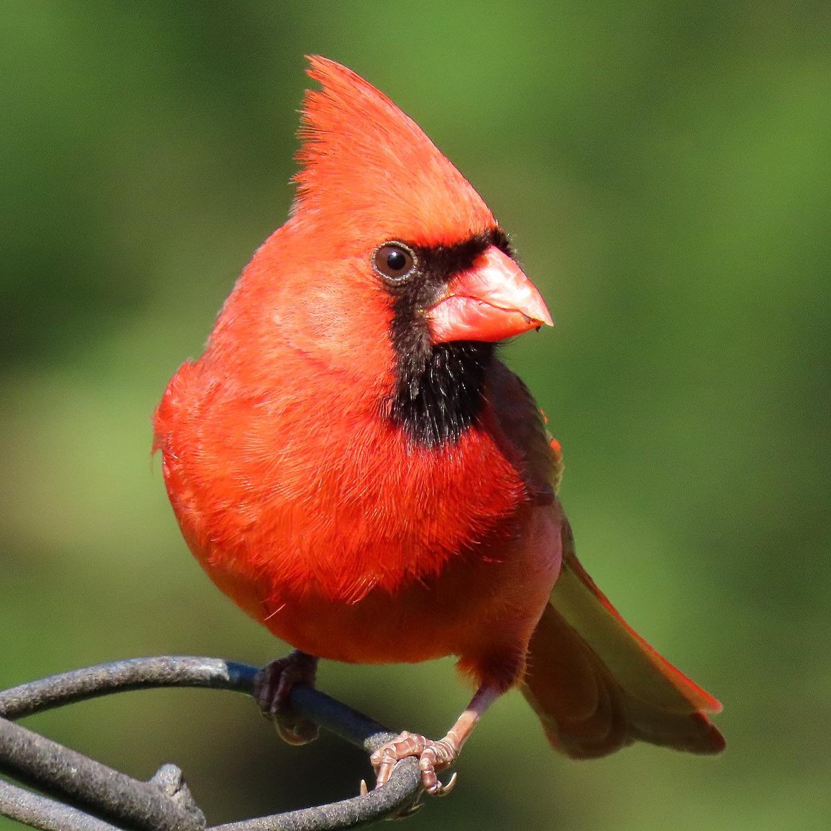 Cardinal Whispers tweet media