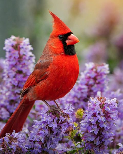 Cardinal Whispers tweet media