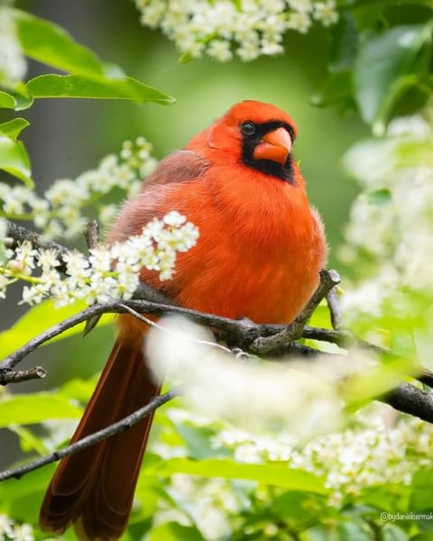 Cardinal Whispers tweet media