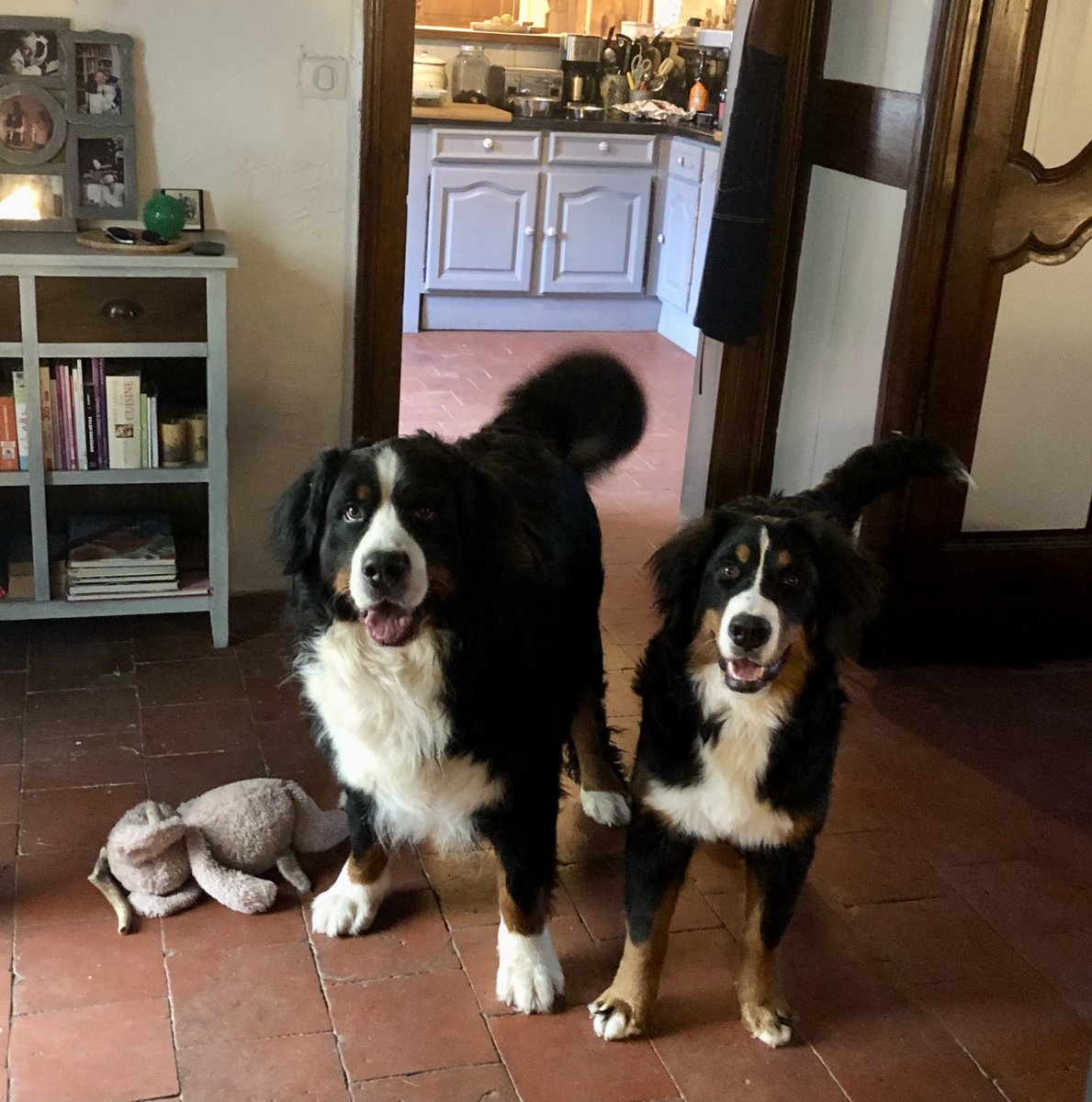 Mustang 🐻💫 Shelby 🐻 et Viking 🧸 tweet media
