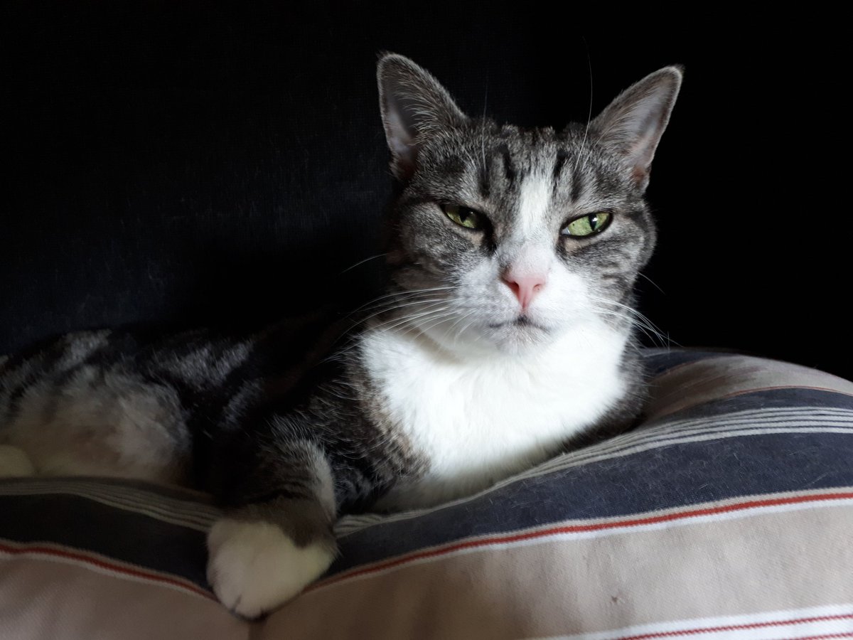 The Expat Eagle 🦅 tweet media