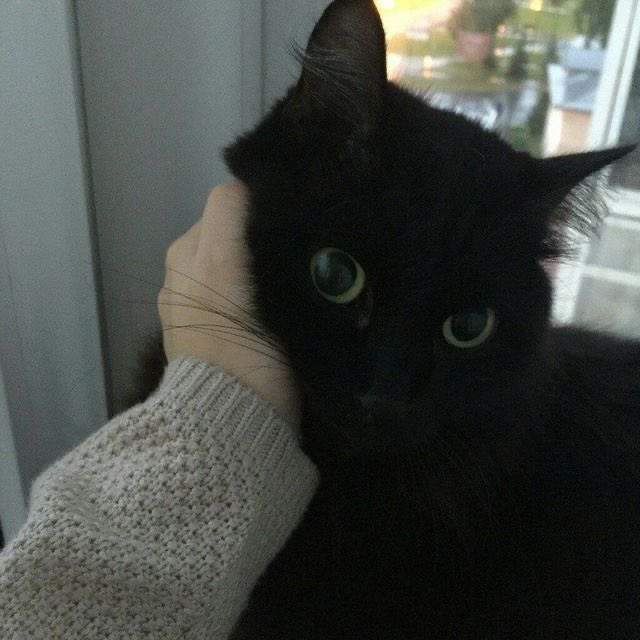 วันนี้คุณลูบเฮงก่อนออกไปทำงานกันแล้วยังครับ