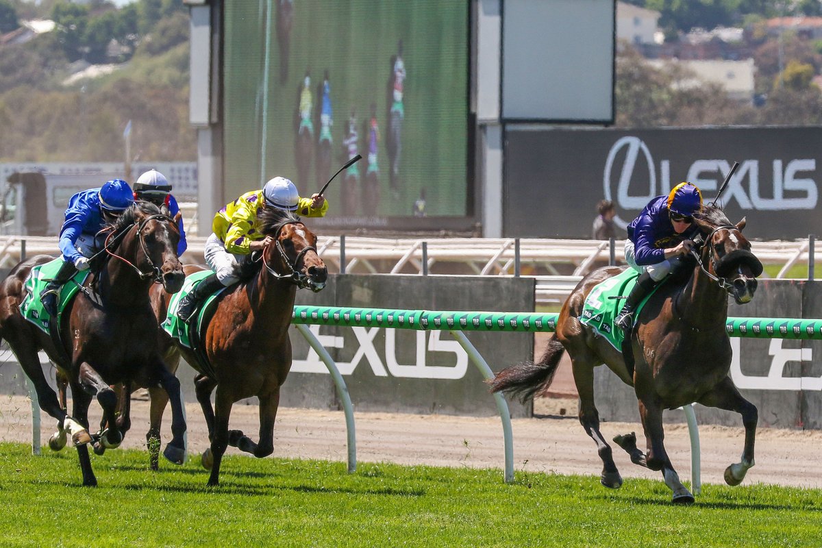 KarakaChat's tweet photo. Opening Address (NZ) a Breakout Star at Flemington🤩
Trainer @HowleyRacing and jockey @mcacajamez believe there are much bigger and better things in store for Karaka graduate #OpeningAddress (NZ) (So You Think), who claimed his first black-type win in the A$175,000 Listed TAB Trophy (1800m) on Melbourne Cup Day at @FlemingtonVRC. 🎉
Opening Address was bred by Ben Kwok and was a $160,000 purchase from @WindsorParkStud's draft in Book 1 of Karaka 2023. The promising gelding has now had five starts for two wins and two placings, earning A$198,900 in stakes.
“This horse is still learning his craft,” McDonald said.
“He's probably a bit better than that. He's only scratching the surface.
Read more here 📰: https://t.co/esJKzXGjWo