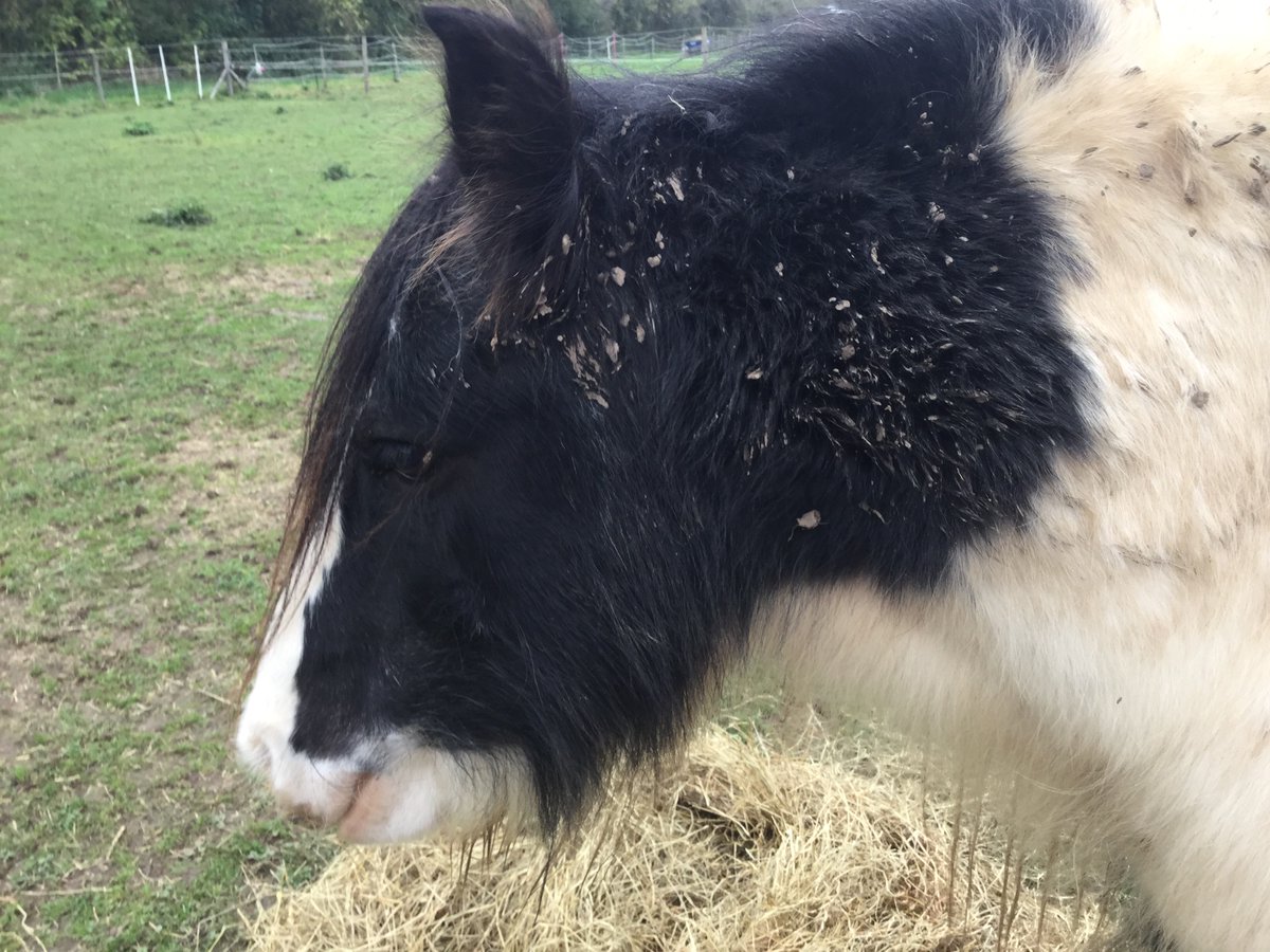 Eggsy Pony & Friends tweet media