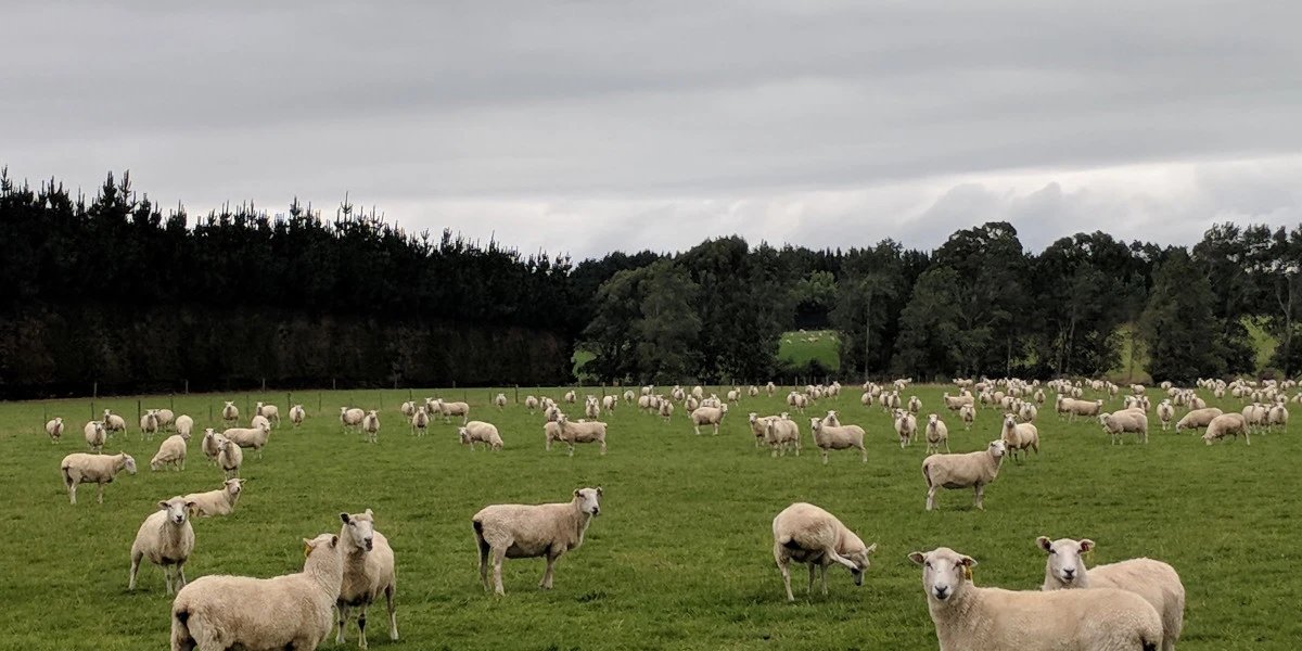 AgResearch's Fern Booker presented at the NZSAP conference on 7 years of selection for production and reduced methane emissions in sheep. Methane was reduced by ~1%/year while making 68% faster progress in a production trait index compared to current industry progress. By 2050