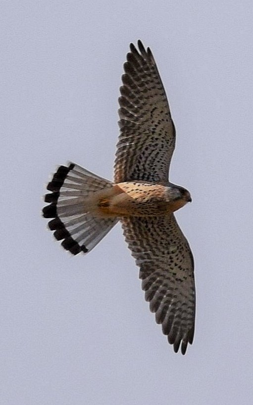Gweebarra Conservation Group (@gweebarrag) on Twitter photo <a href="/GweebarraG/">Gweebarra Conservation Group</a>
"Turning and turning in the widening gyre
The falcon cannot hear tbe falconer;
Things fall apart; tbe centre cannot hold;
Mere anarchy is loosed upon the world,
The blood-dimmed tide is loosed, and everywhere the cermony of innocence is drowned..." Yeats <a href="/GweebarraG/">Gweebarra Conservation Group</a>
"Turning and turning in the widening gyre
The falcon cannot hear tbe falconer;
Things fall apart; tbe centre cannot hold;
Mere anarchy is loosed upon the world,
The blood-dimmed tide is loosed, and everywhere the cermony of innocence is drowned..." Yeats