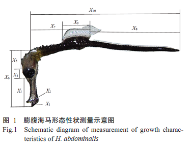 JSA_Journal's tweet photo. #Morphologicalcharacteristics of #Hippocampusabdominalis at different growth stages. 

Read #OpenAccess: https://t.co/HVLCmsQpFM

#bodyweight #pathanalysis #greycorrelationanalysis @Science_Open https://t.co/KPr46IQWtk