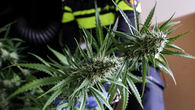 Hennepplantage aangetroffen in Roermond