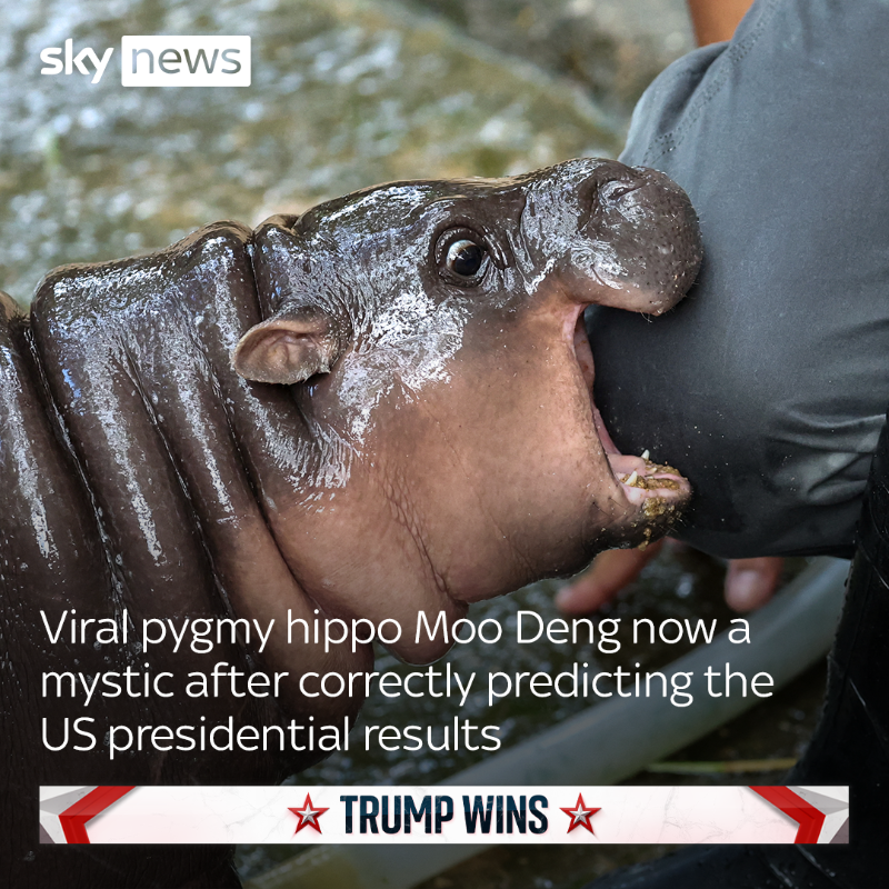 Viral pygmy hippo Moo Deng correctly predicted that Donald Trump would be elected as the 47th President of the United States. 

🔗 Read more 
trib.al/dVnkhHZ
