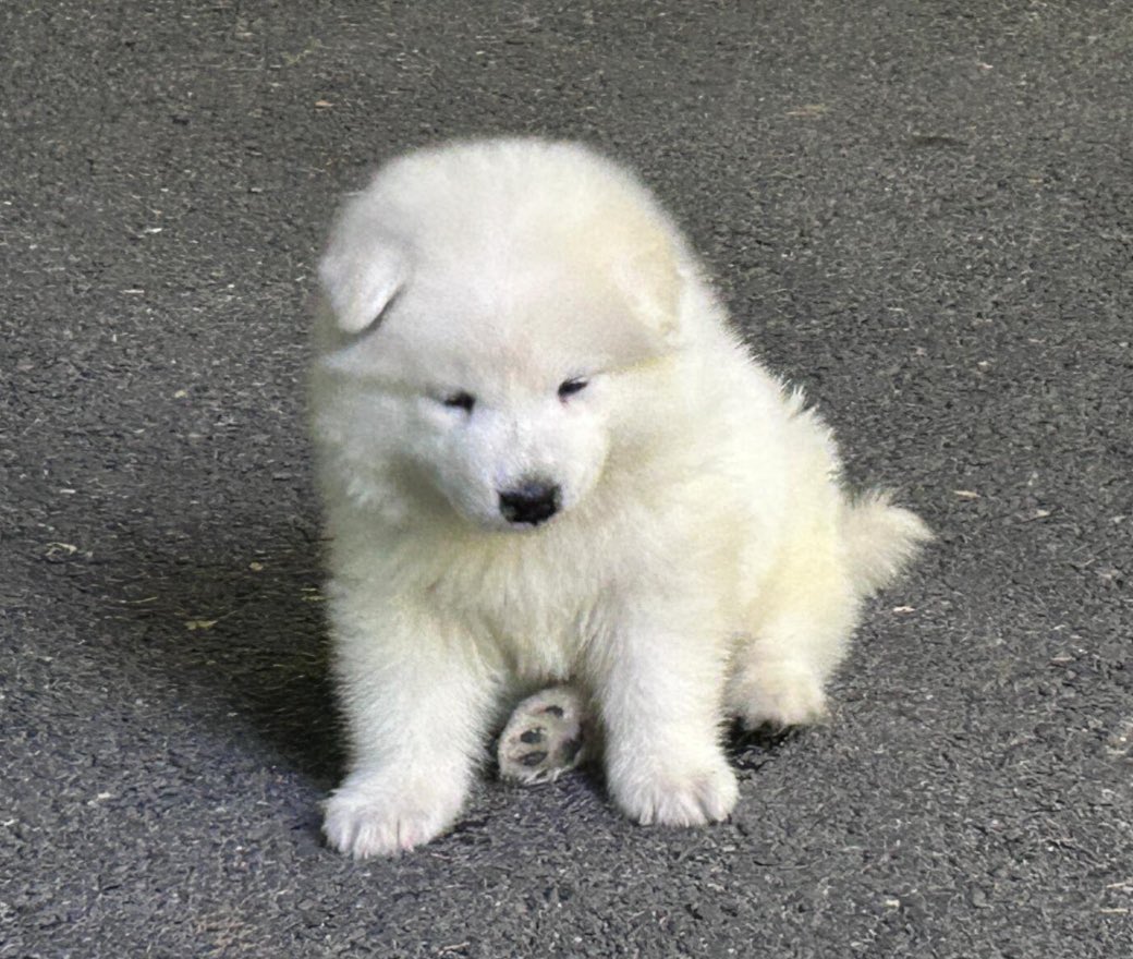 dogonboo tweet picture