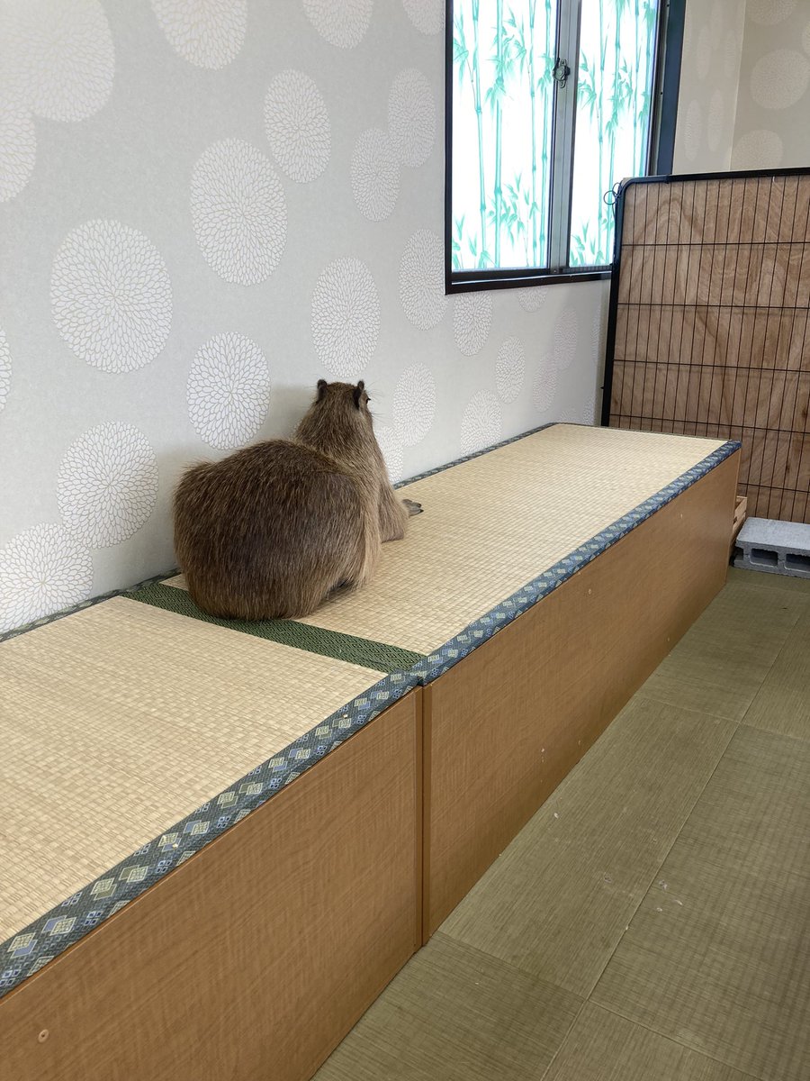 wombatarama tweet media