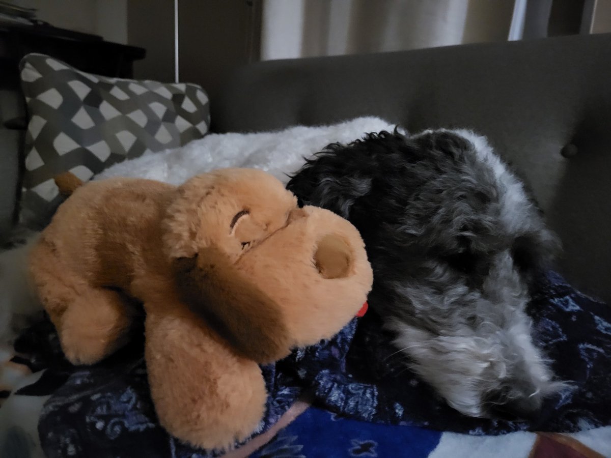 Even my dog needs an emotional support pet today. 😭😭😭