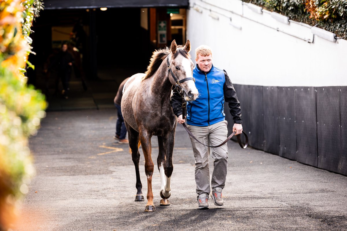 The only progeny by multiple Gr.1 winner JAPAN in the Autumn Yearling Sale has some striking markings! 👀

#GoffsAutumn | <a href="/brothers_browne/">BROWNE BROTHERS BLOODSTOCK</a>