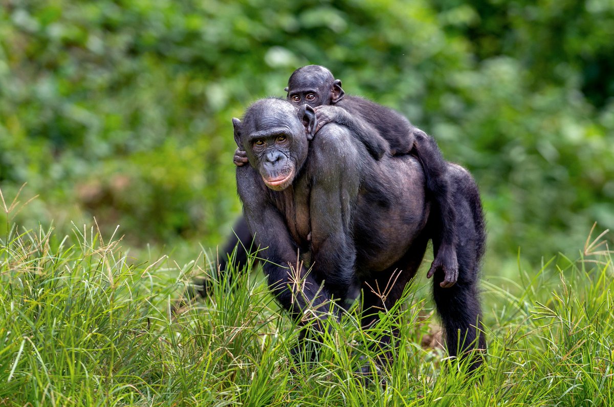 Found only in the forests of the Democratic Republic of Congo, #bonobos are our closest animal relatives and are increasingly vulnerable. A groundbreaking study, recently highlighted in an interview with <a href="/MongabayOrg/">Mongabay</a>'s <a href="/CharlesMpaka/">Charles Mpaka</a>, reveals that their population is at even