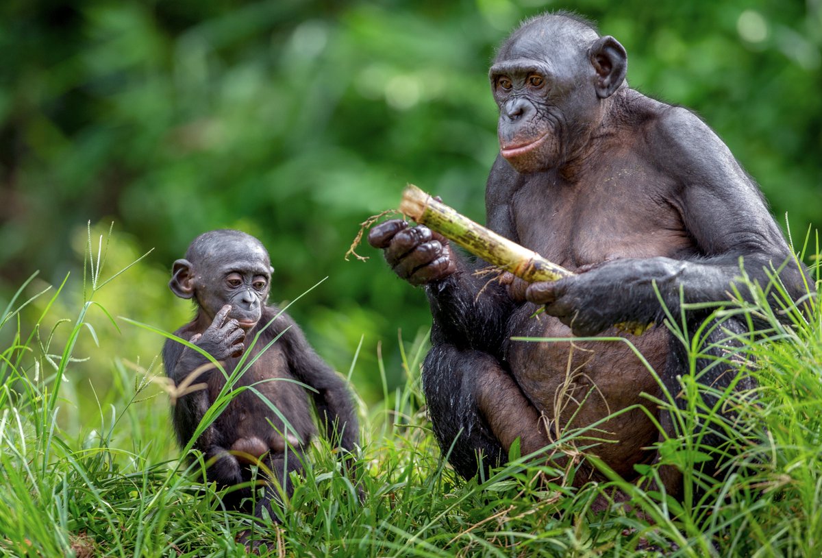 AWF_Official's tweet photo. Found only in the forests of the Democratic Republic of Congo, #bonobos are our closest animal relatives and are increasingly vulnerable. A groundbreaking study, recently highlighted in an interview with @MongabayOrg's @CharlesMpaka, reveals that their population is at even greater risk than previously thought, with only about 20,000 individuals spread across 500,000 square kilometers. 

Published in @currentbiology, this research examines bonobo genetic diversity within and between populations, which is critical to understanding how to protect these gentle apes.

In the interview, @p_muruthi, Vice President of Species Conservation and Science at @AWF_Official, emphasized the importance of this study in the fight to save bonobos from extinction. 

Due to instability in their #habitat, bonobos have historically been less studied than other primates. This new data brings a renewed sense of urgency to conservation efforts, providing insights that could help secure their future.

📖 Discover more about bonobos and the work being done to protect them here: https://t.co/SlEjJ7WyLI 

#africanconservation #africanleadership