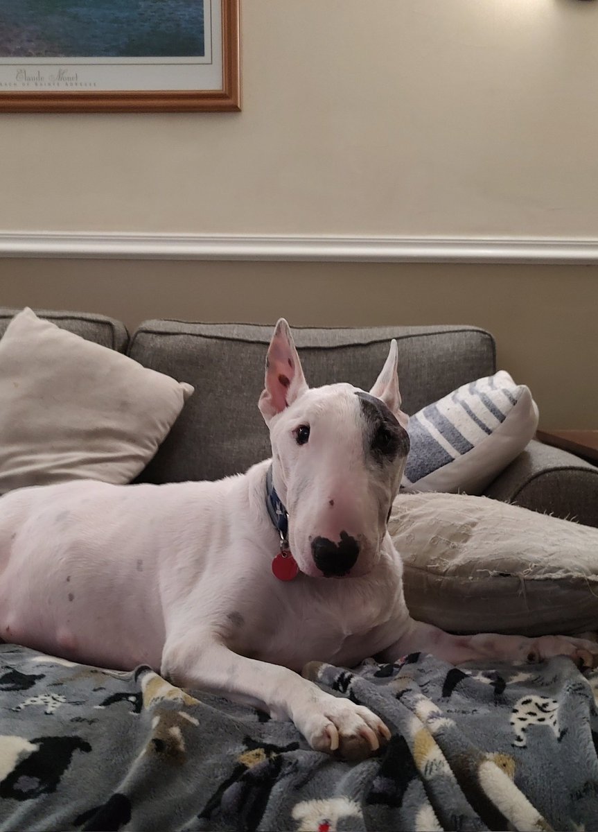 Spike The Rescue Pup & Rex The TV Terrier ®🌈🐾 tweet media