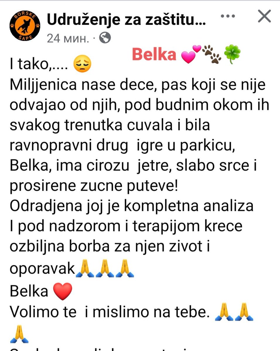 Borba za Belkin život...
U tekstu je žiro račun i Pay Pal...
🍀🐾❤