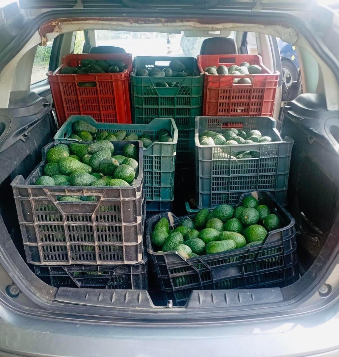 AytoVLZ's tweet photo. #SEGURIDAD

👮🏻‍♂️La Policía Local de Vélez-Málaga ha incautado 258 kg de aguacates y 50 kg de pimientos en el marco del plan #POPRA, una iniciativa clave para fortalecer la seguridad en el ámbito rural y proteger el valioso esfuerzo de nuestros agricultores.

El plan POPRA,… https://t.co/ja8BGZLCxT