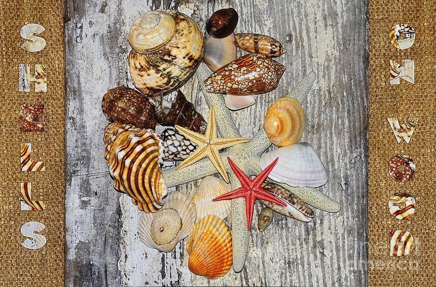 KayeMenner's tweet image. #Shells On #Wood Print by Kaye Menner #Photography  Wide variety #Prints &amp;amp; lovely #Products at:
 bit.ly/3ChMIeg
