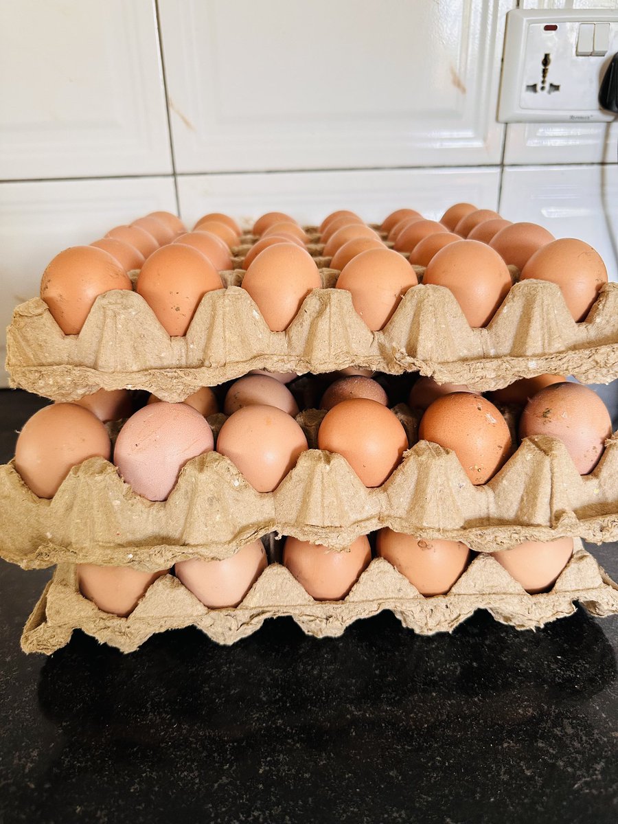 Nyadah_960's tweet photo. Hi Besties,
Instead of buying your tray of eggs at a K100 each , I am selling eggs at K70 per Tray.
Fresh eggs straight from the farm . 
Contact details +260 978 750 187 https://t.co/YAeyxVlDfK