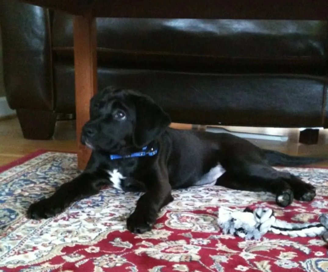 One Bearded Golfer tweet media