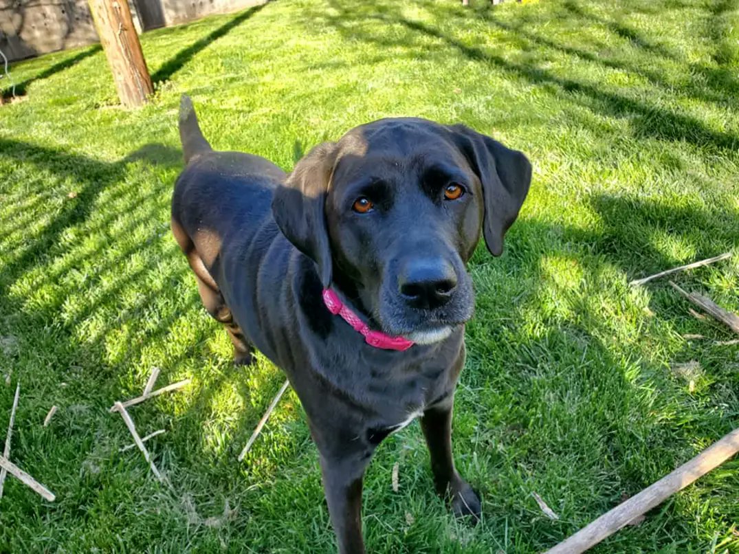 One Bearded Golfer tweet media