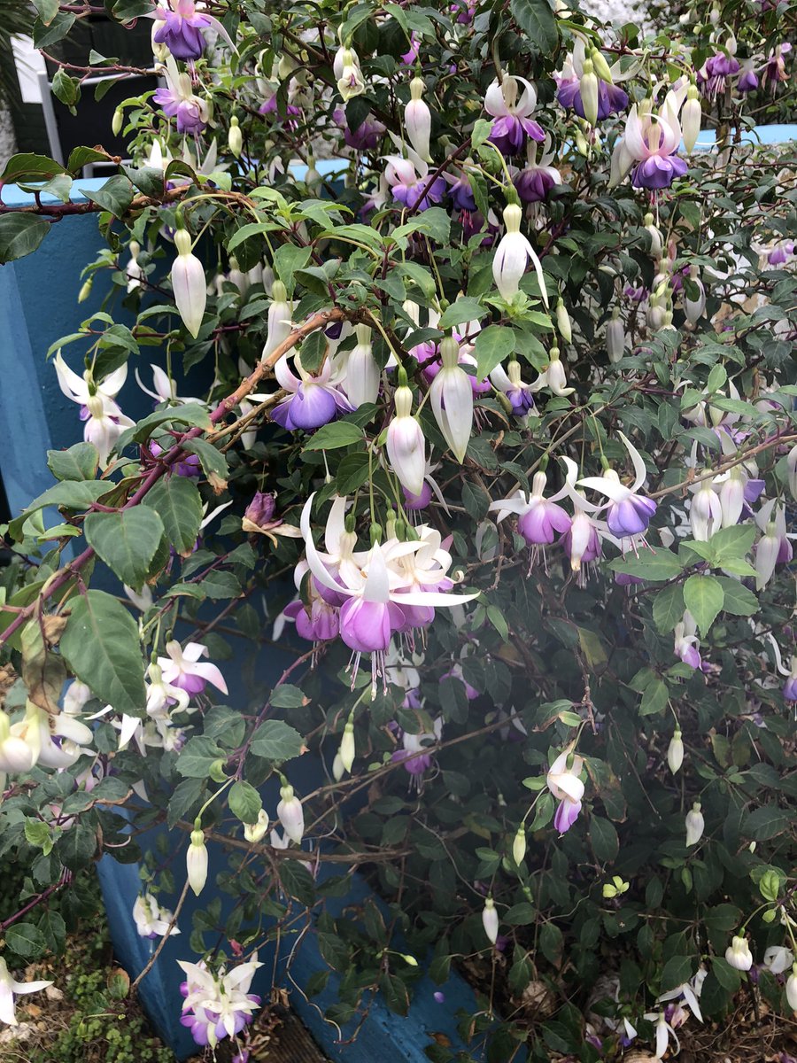 Bill Randall (@bimrandall) on Twitter photo Not all bad today. Fuschias in bloom on 6 November and no news bulletins in the morning on <a href="/BBCRadio3/">BBC Radio 3</a>. So not entirely Trumped. Not all bad today. Fuschias in bloom on 6 November and no news bulletins in the morning on <a href="/BBCRadio3/">BBC Radio 3</a>. So not entirely Trumped.