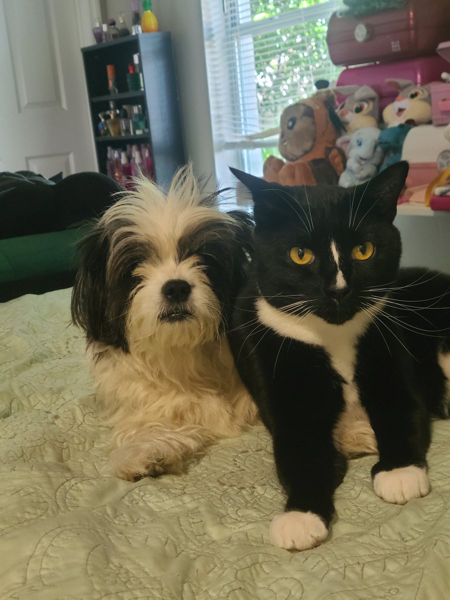 dtorrey867's tweet photo. @mikekaess Big dog is Luke, black cat is Marion, little dog is Fiona and the black and white cat is Indiana https://t.co/1pYFgjOMlQ