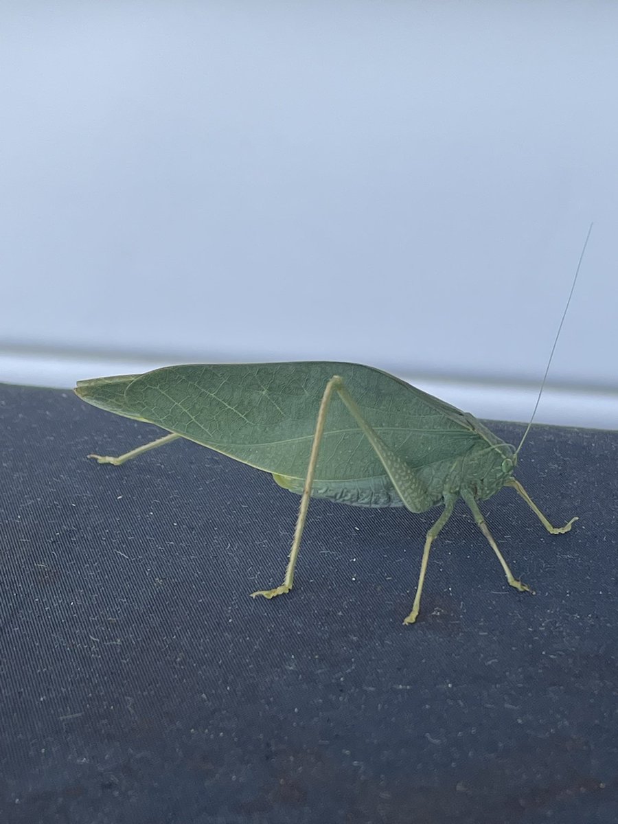 This Katydid didn’t get the message that it’s November. No wonder. Headed to 80 degrees today.