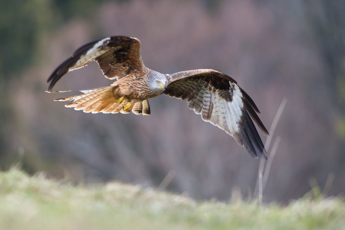 AvianBiology's tweet image. NEW PAPER: 'NestTool': an new application to assess the reproductive performance of tracked red kites, adaptable for other species with similar telemetry data.

➡️ vist.ly/3mkqbsx

@Vogelwarte_scie @SteffOpp #ornithology #birds #tracking #demography
📷 Patrick Scherler