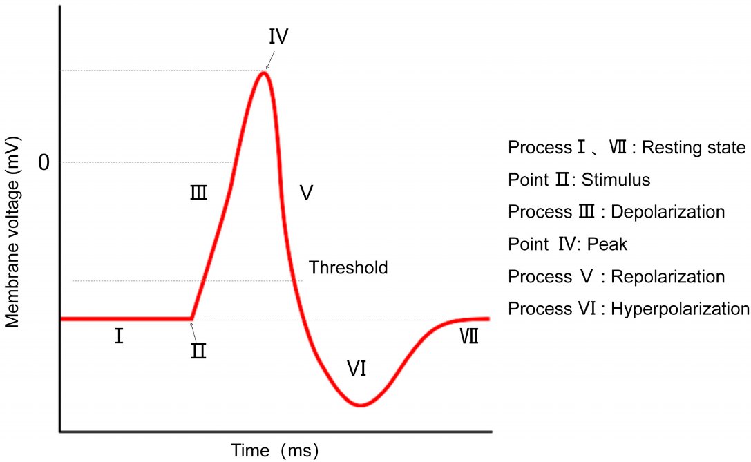 AppliedmathMDPI's tweet photo. #mathematics #appliedmathematics
๐ Exciting research on how calcium influences action potential characteristics under varying electrical stimuli!
Check it out!
https://t.co/Ev55sMMA5b
#Neuroscience #Calcium #ActionPotentials #Research
๐๐ก @FudanUni https://t.co/8geOkKNxgq