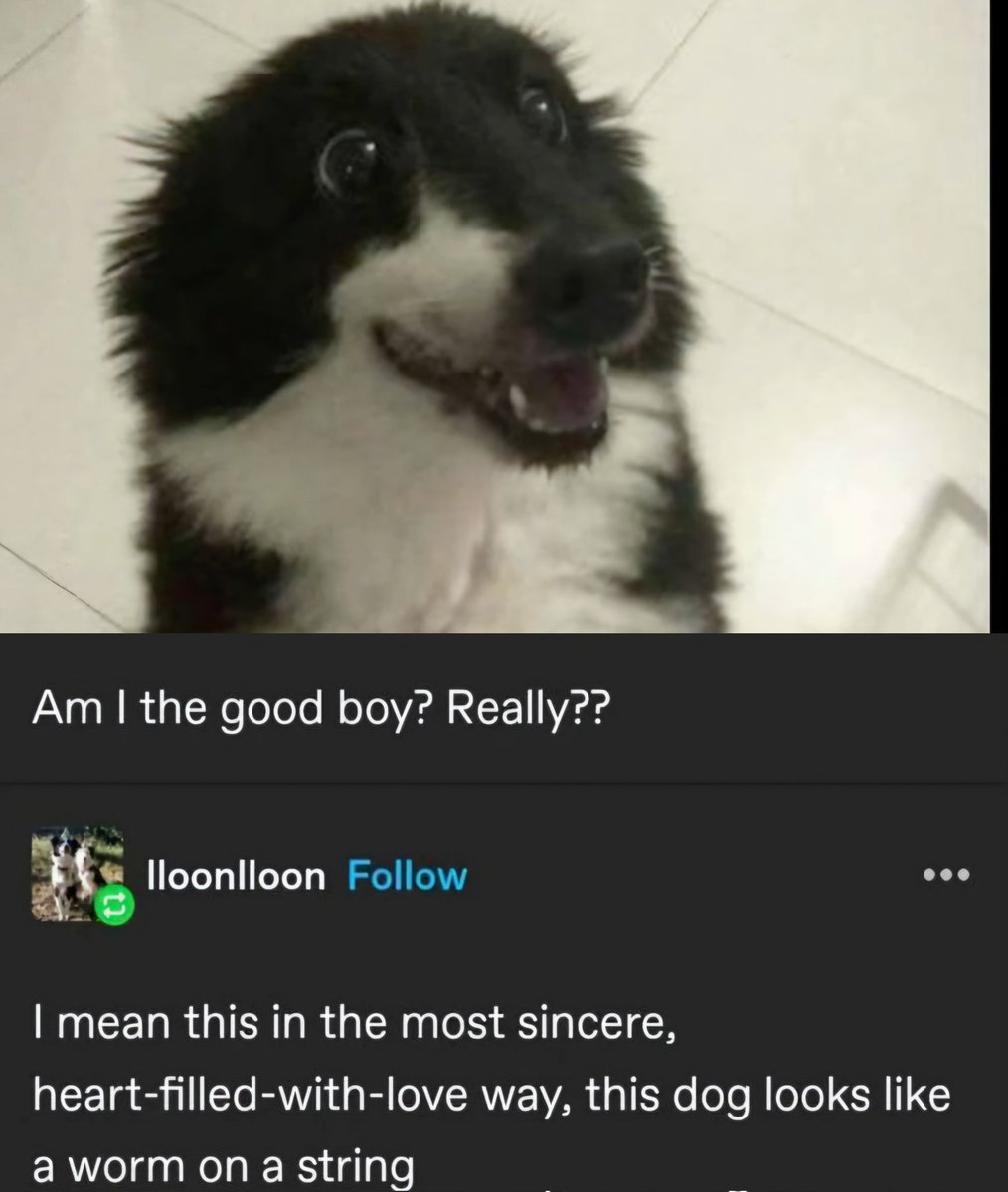 caninepoetry_'s tweet image. 